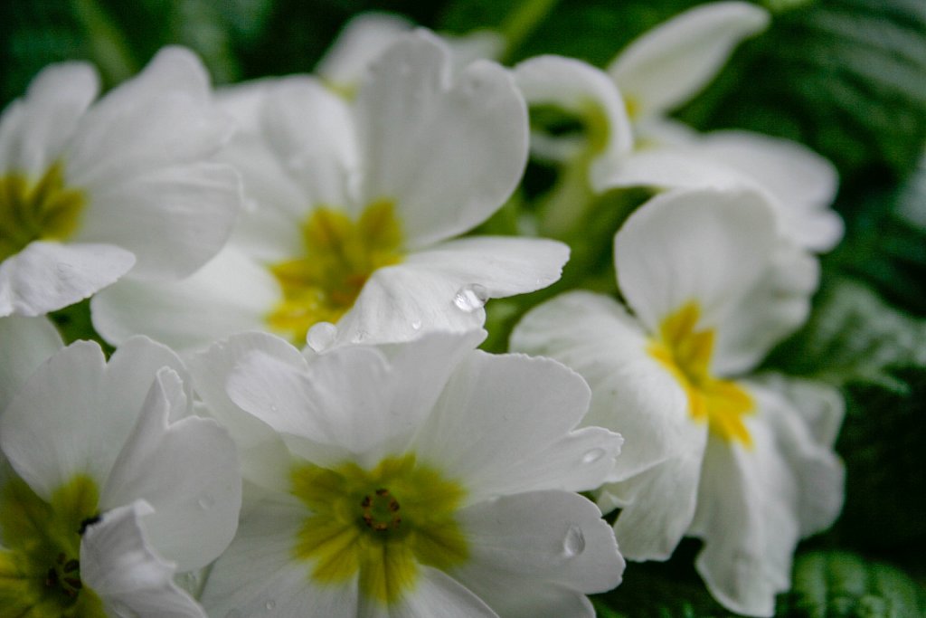 White flower with drop