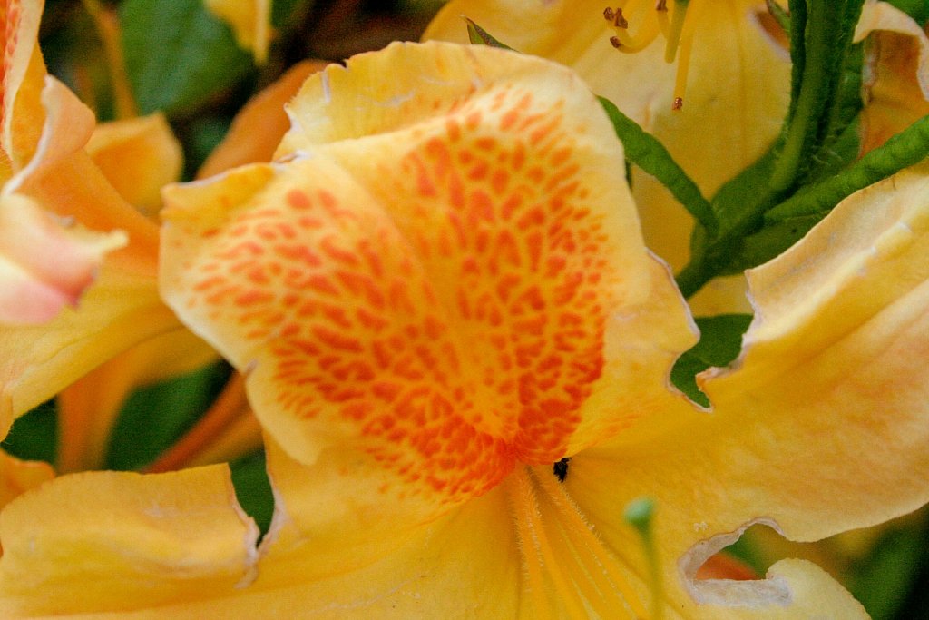 flowers yellow and yellow detail