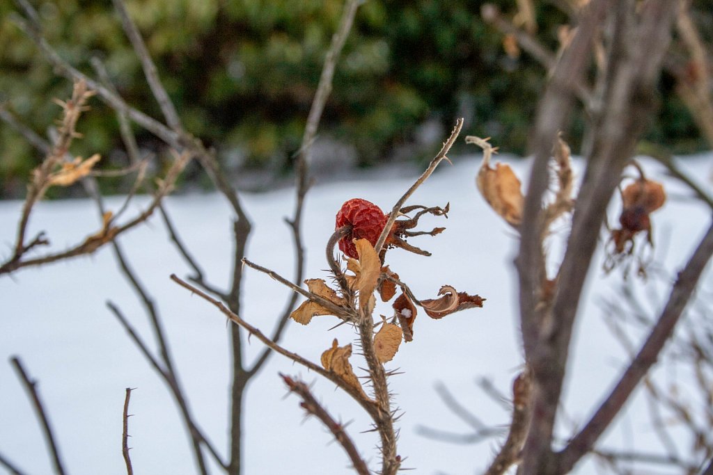 Red with thorns scene