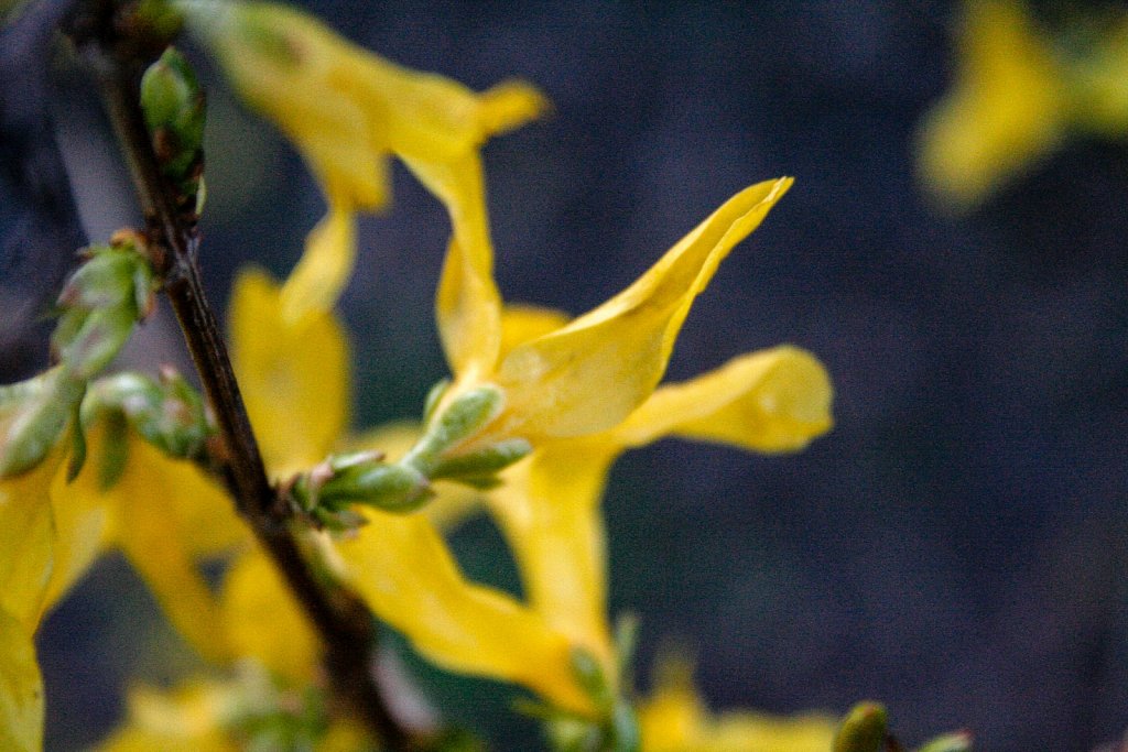 Yellow leaf detail